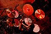 SGC_9201.JPG